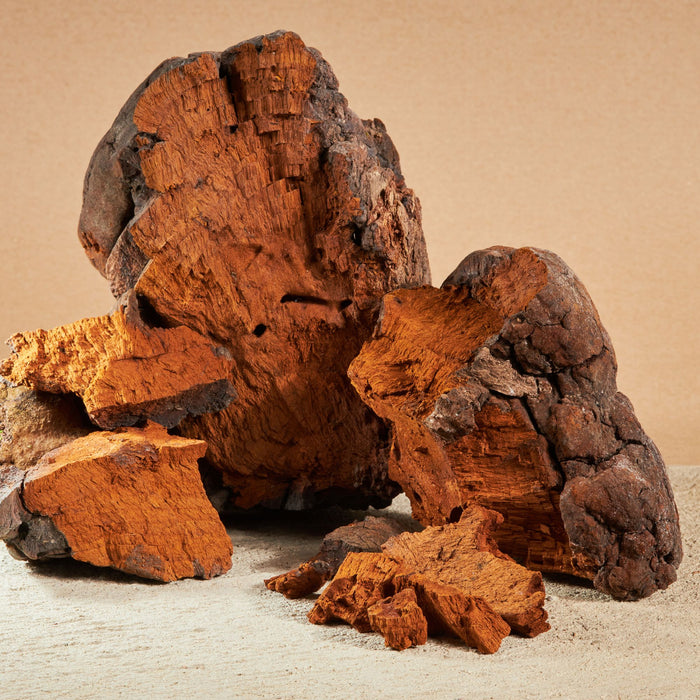 Chaga