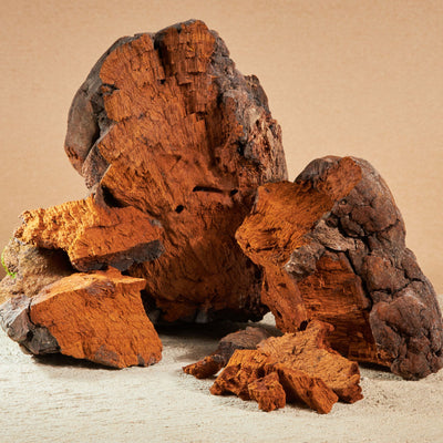 Chaga
