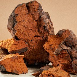 Chaga